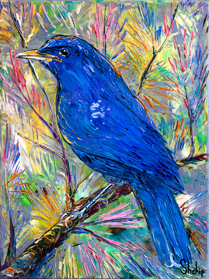 Blue Bird in Colorful Pines