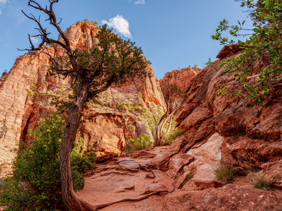 Guardian Of Zion Overlook Trail
