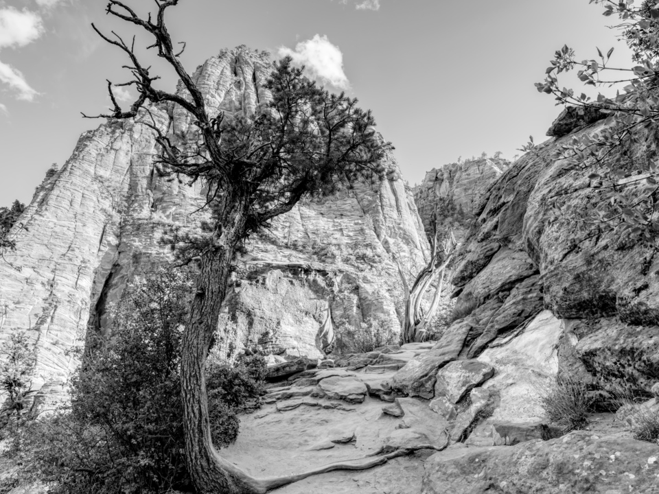 Guardian Of Zion Overlook Trail Grayscale
