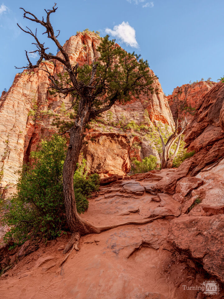 Arched Tree Along Zion Canyon Trail