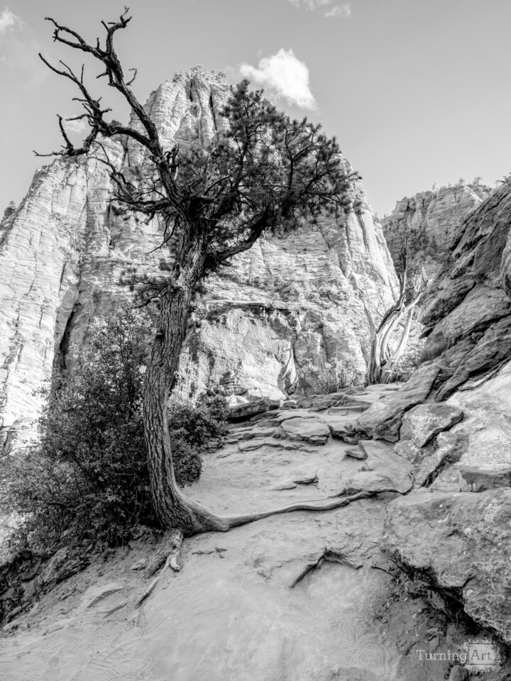 Arched Tree Along Zion Canyon Trail Grayscale
