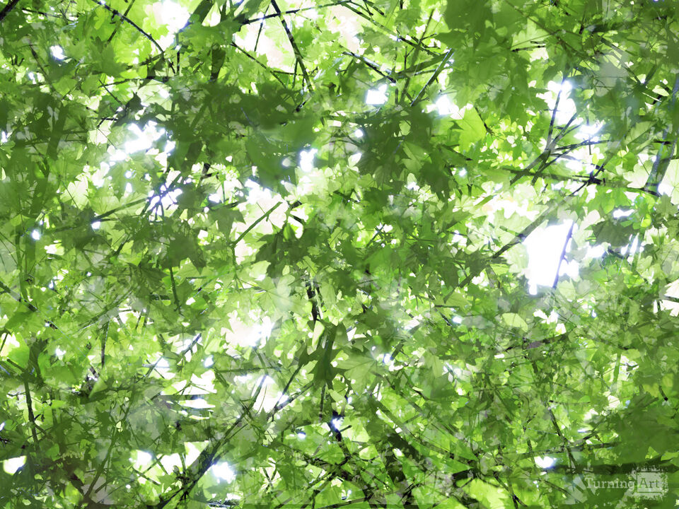 Komorebi #9 (Light Falling Through Foliage)