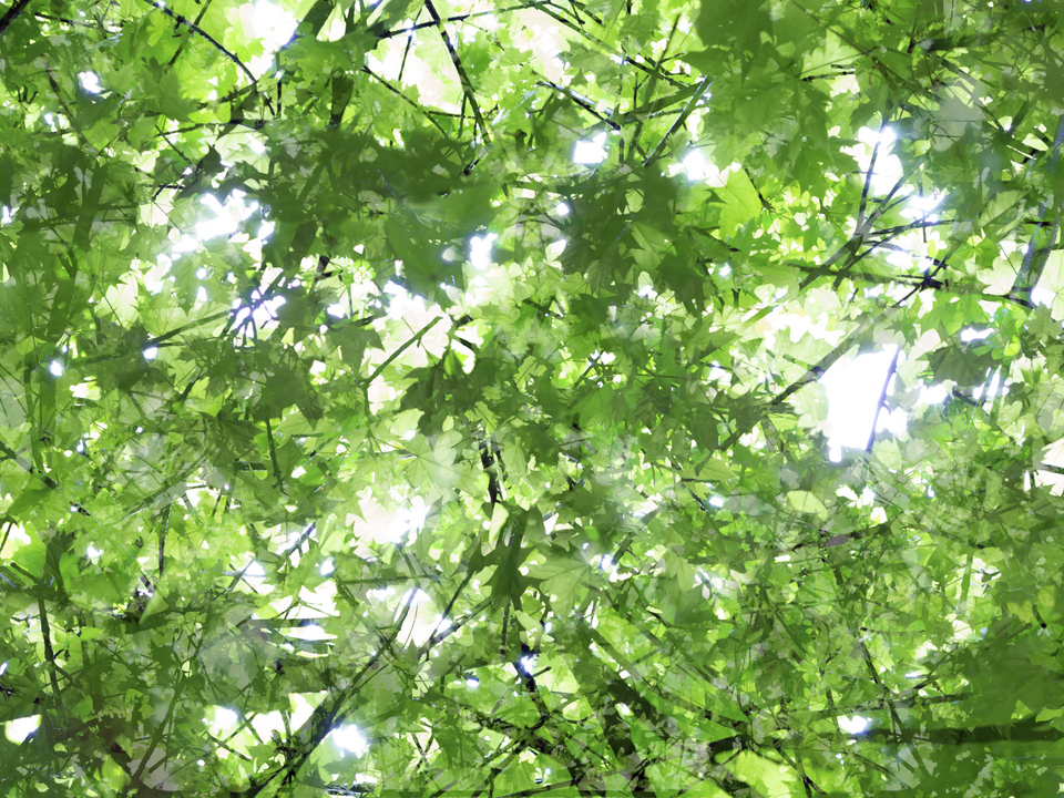 Komorebi #9 (Light Falling Through Foliage)