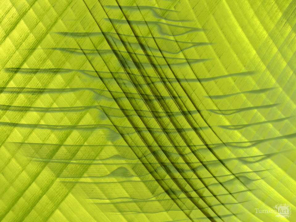 Komorebi #10 (Light Falling Through Foliage)