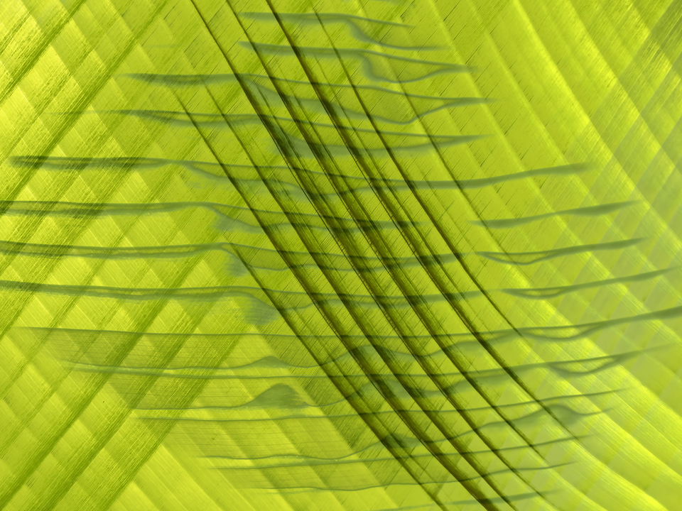 Komorebi #10 (Light Falling Through Foliage)