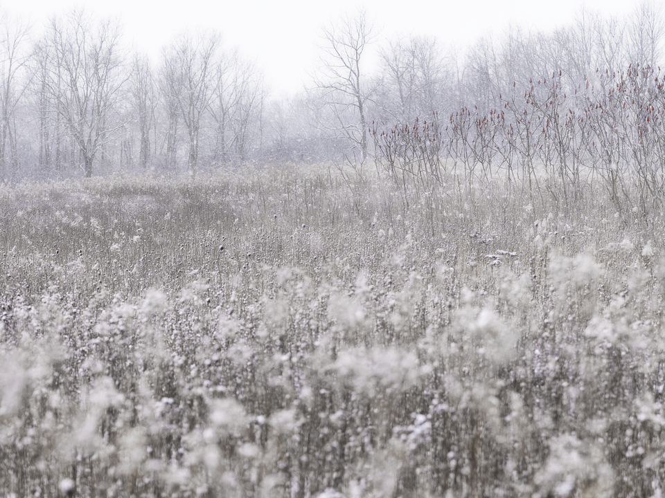 Silent Prairie in White