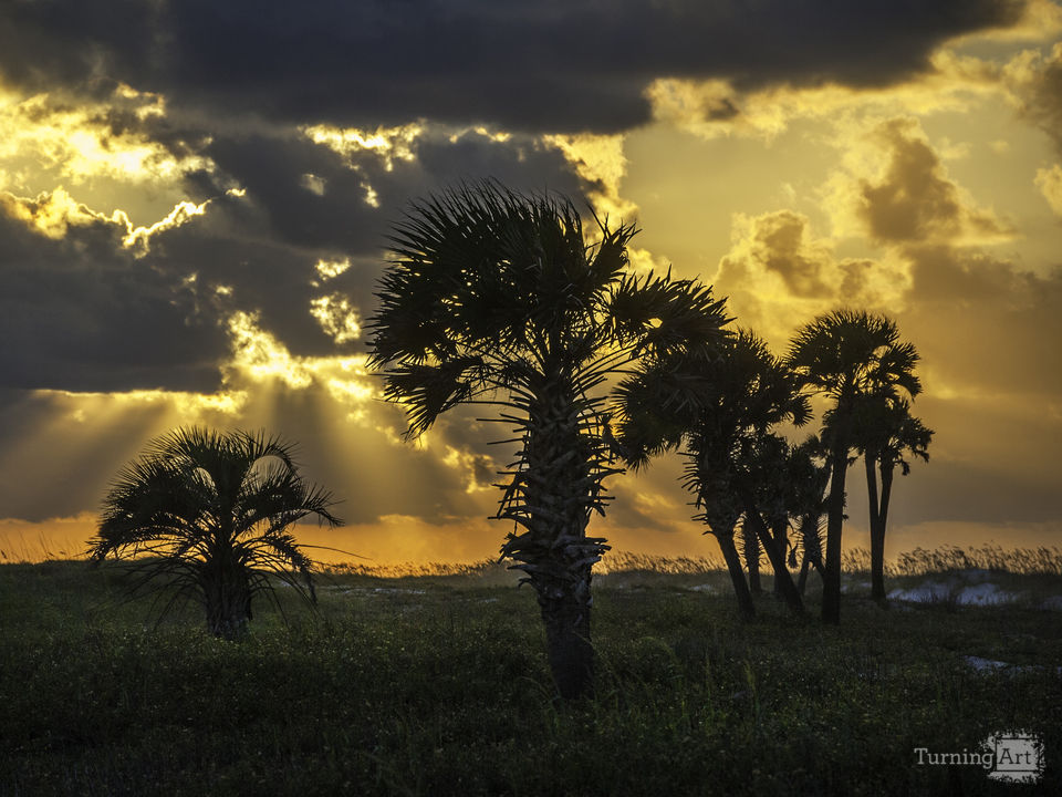 Palm Trees Sunrise
