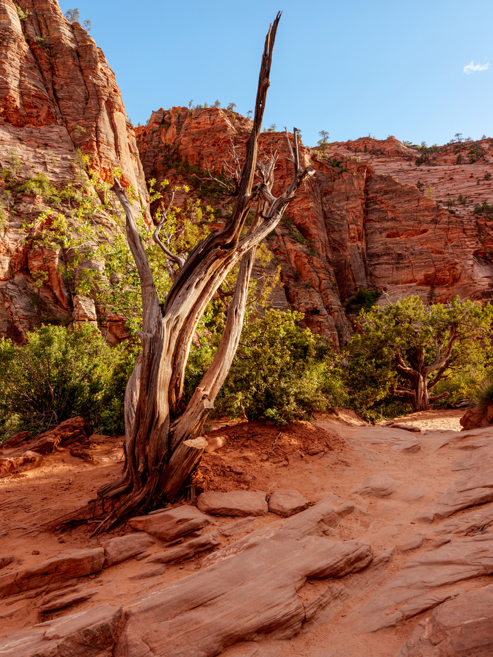 Zion Tree Remains Of Time