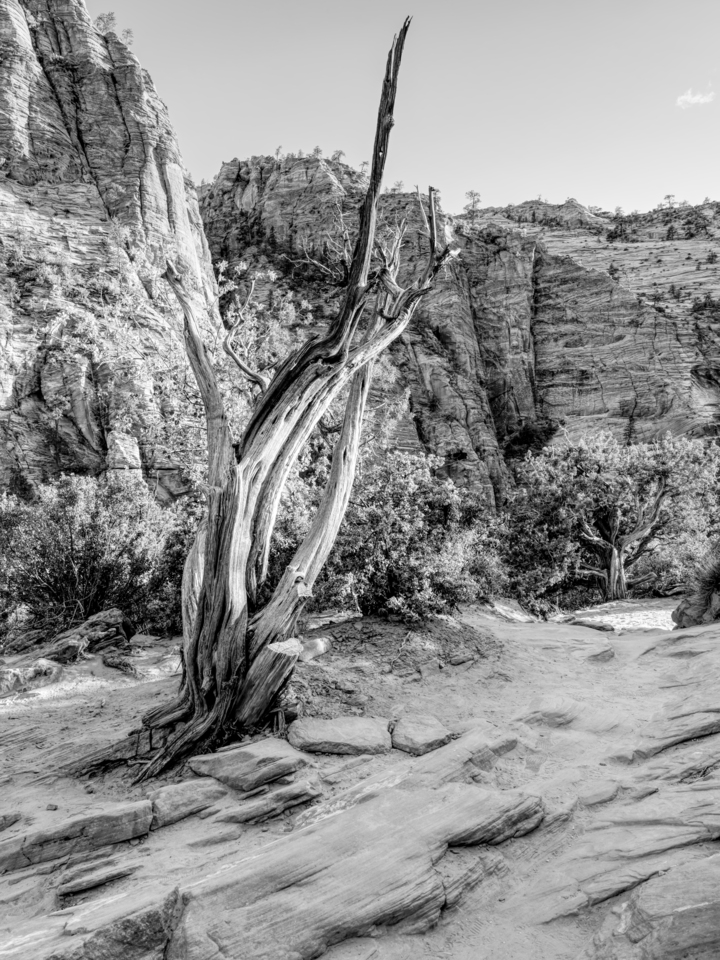 Zion Tree Remains Of Time Grayscale
