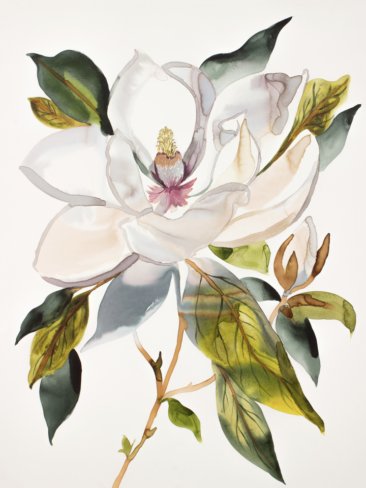 Magnolia No. 66