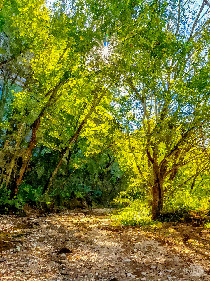 Sunburst Through Trees Buffalo River Creek
