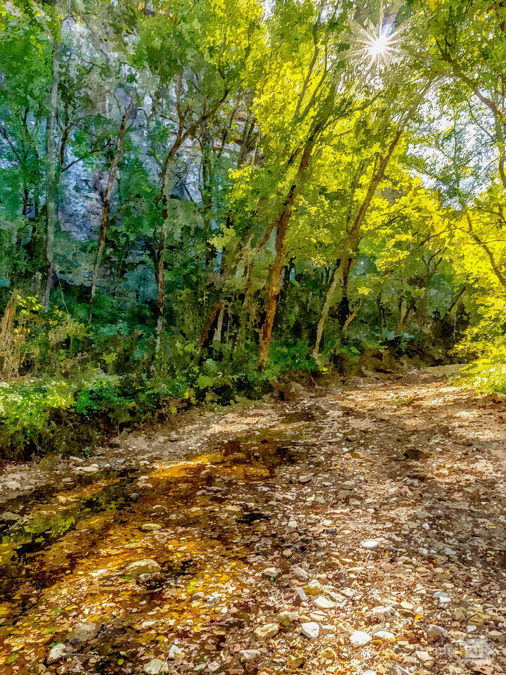 Sunburst Through Autumn Trees Arkansas