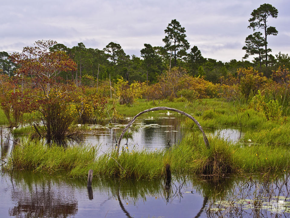 Circle in the Swamp 