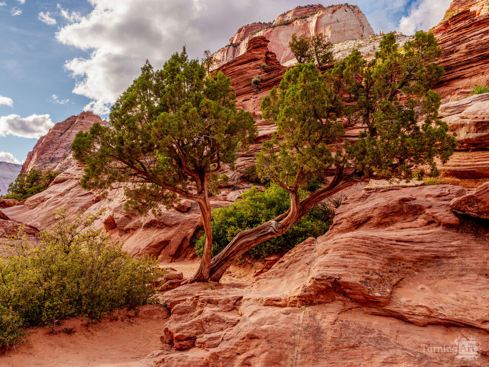 Juniper Tree Greetings Along Zion Trail