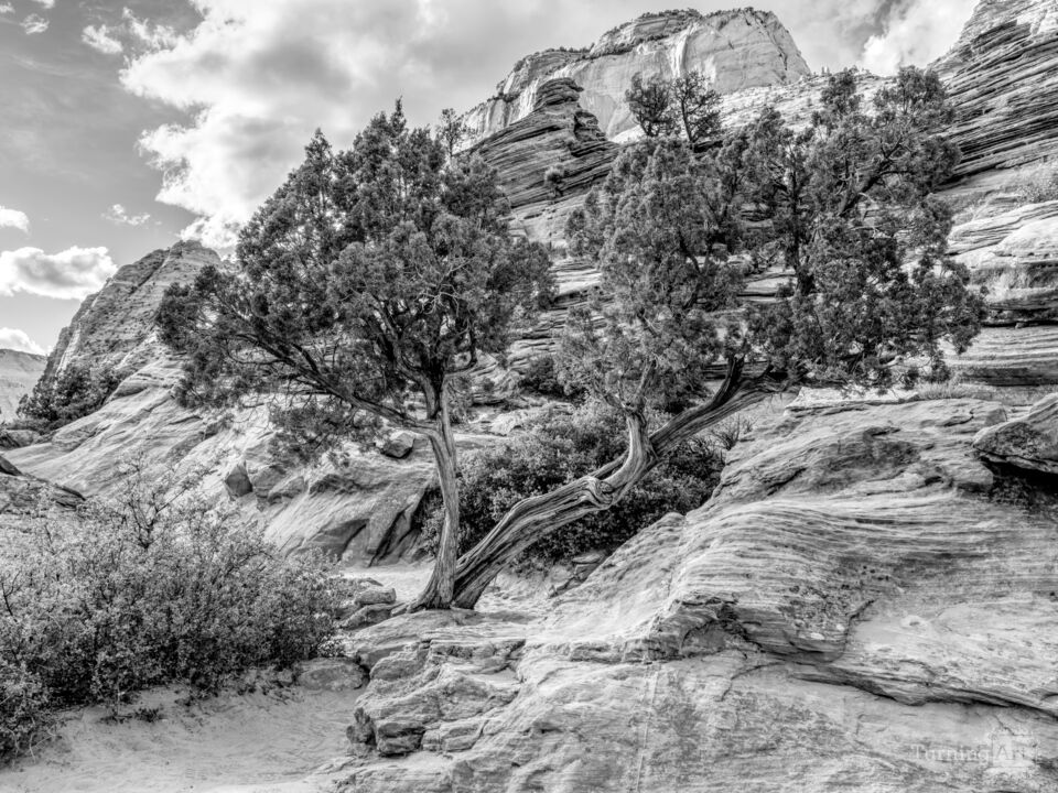Juniper Tree Greetings Along Zion Trail Grayscale