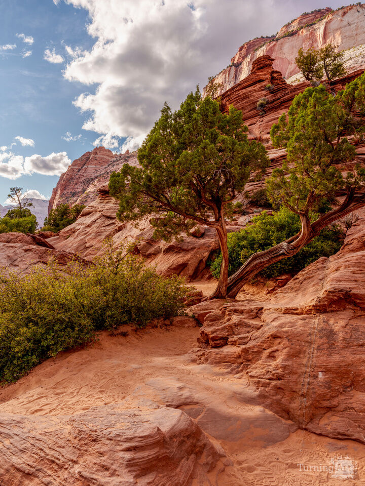 Desert Sculpture On Zion Trail