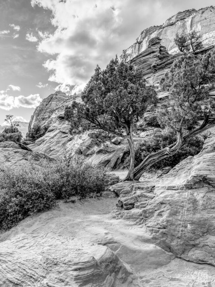 Desert Sculpture On Zion Trail Grayscale