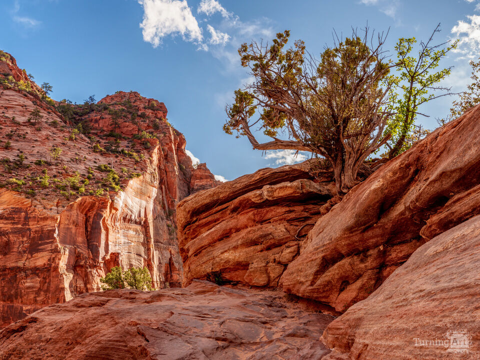 Radiance Of Zion Red Rocks