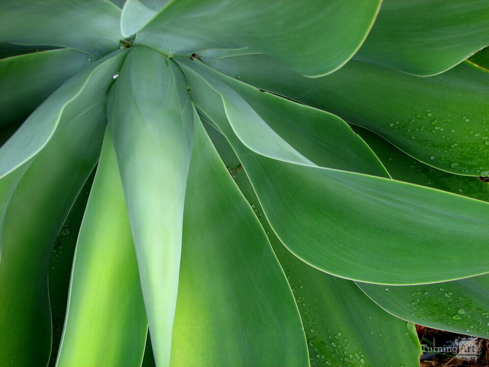 Arid Flora 2, Big Island of Hawaii