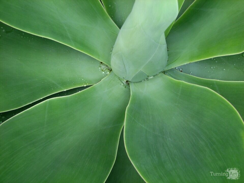 Arid Flora 3, Big Island of Hawaii