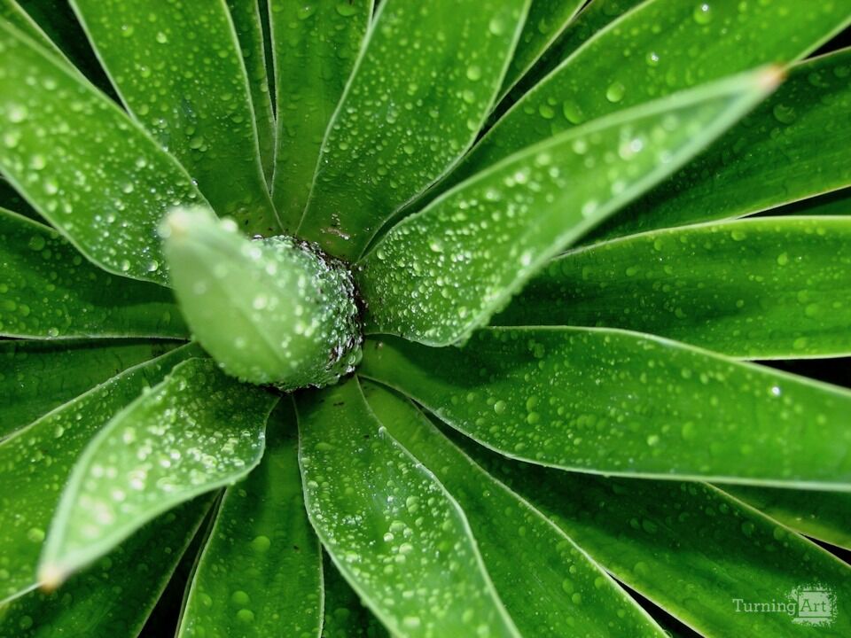 Arid Flora 4, Big Island of Hawaii