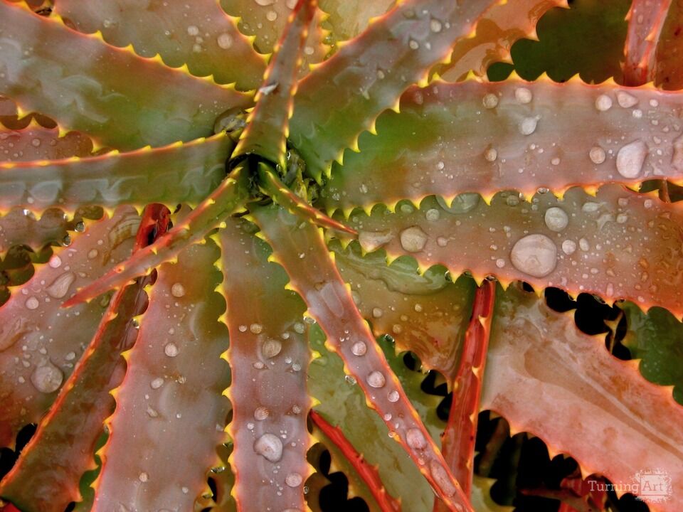 Arid Flora 5, Big Island of Hawaii