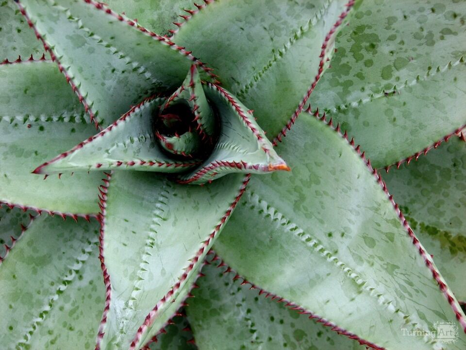 Arid Flora 6, Big Island of Hawaii