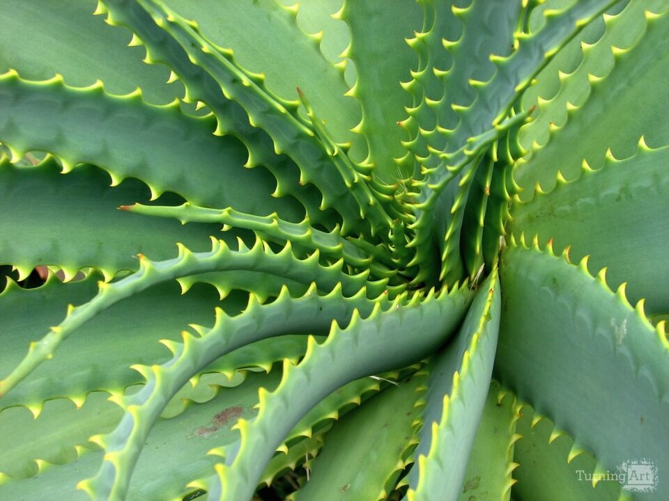 Arid Flora 7, Big Island of Hawaii