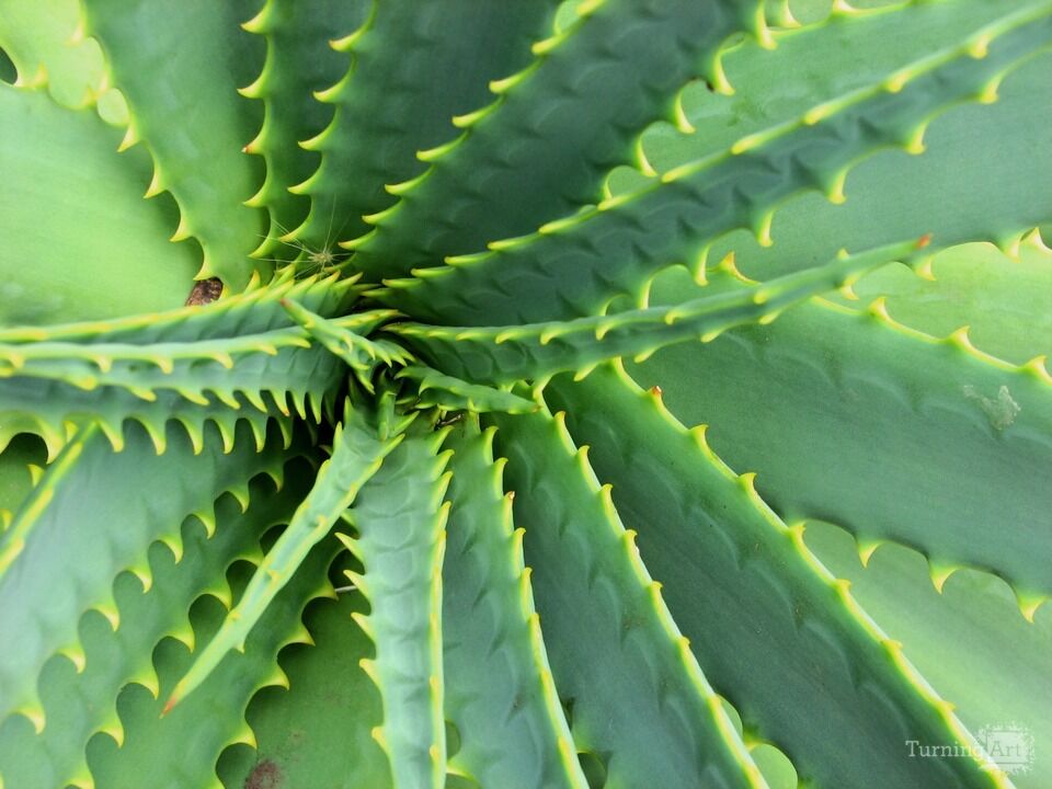 Arid Flora 8, Big Island of Hawaii