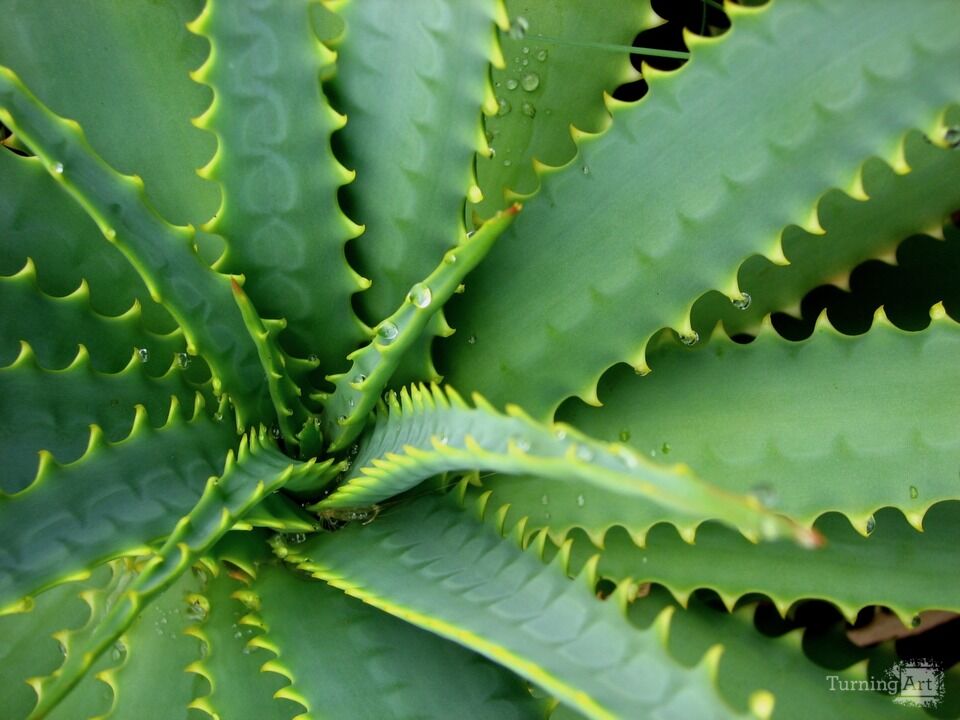 Arid Flora 9, Big Island of Hawaii