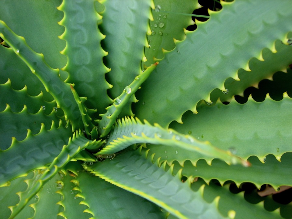 Arid Flora 9, Big Island of Hawaii