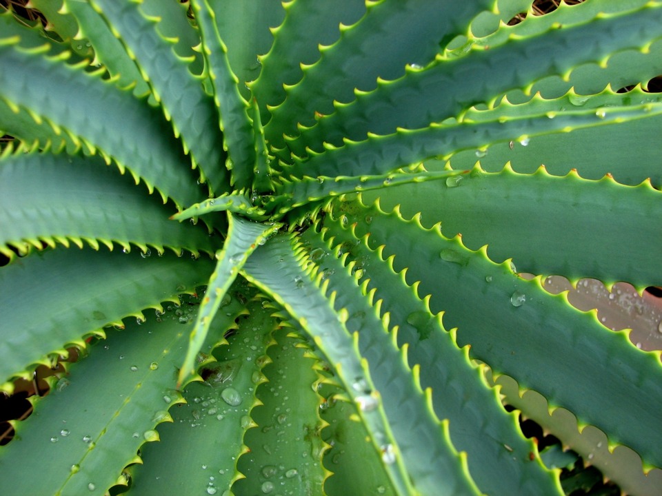 Arid Flora 10, Big Island of Hawaii