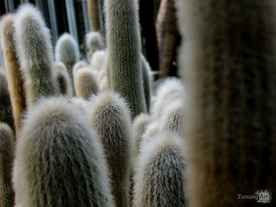 Arid Flora 11, Longwood Gardens