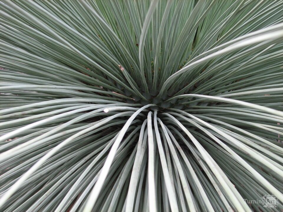 Arid Flora 12, Longwood Gardens
