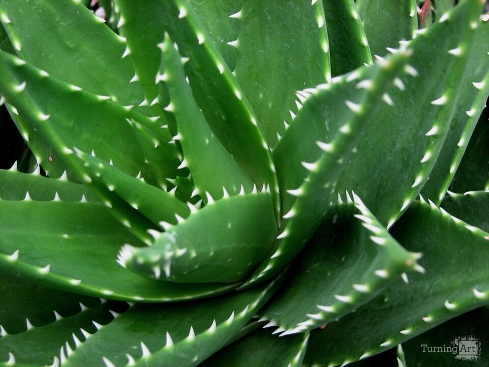 Arid Flora 13, Longwood Gardens