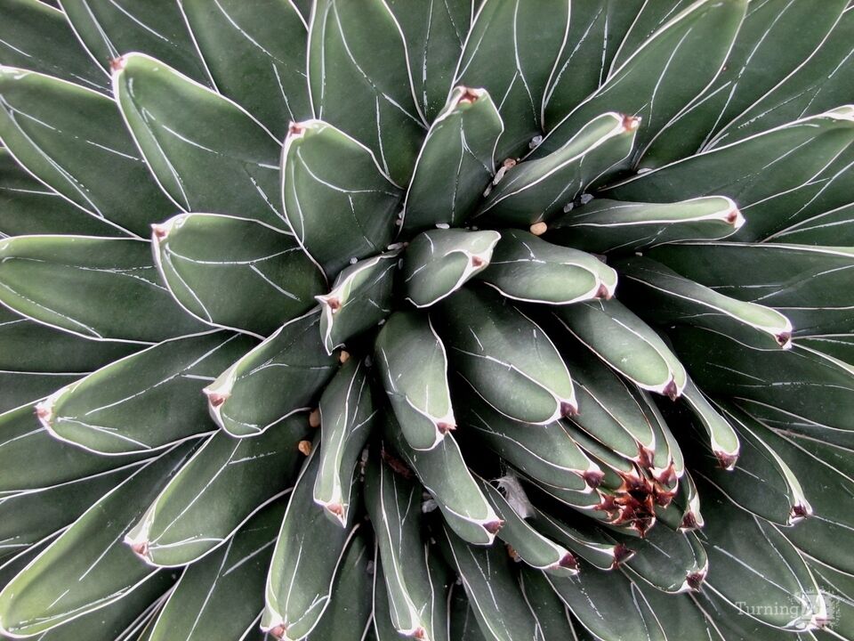 Arid Flora 14, Longwood Gardens