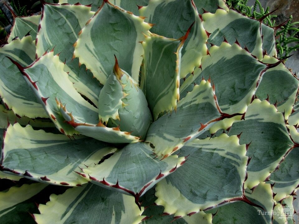 Arid Flora 15, Longwood Gardens