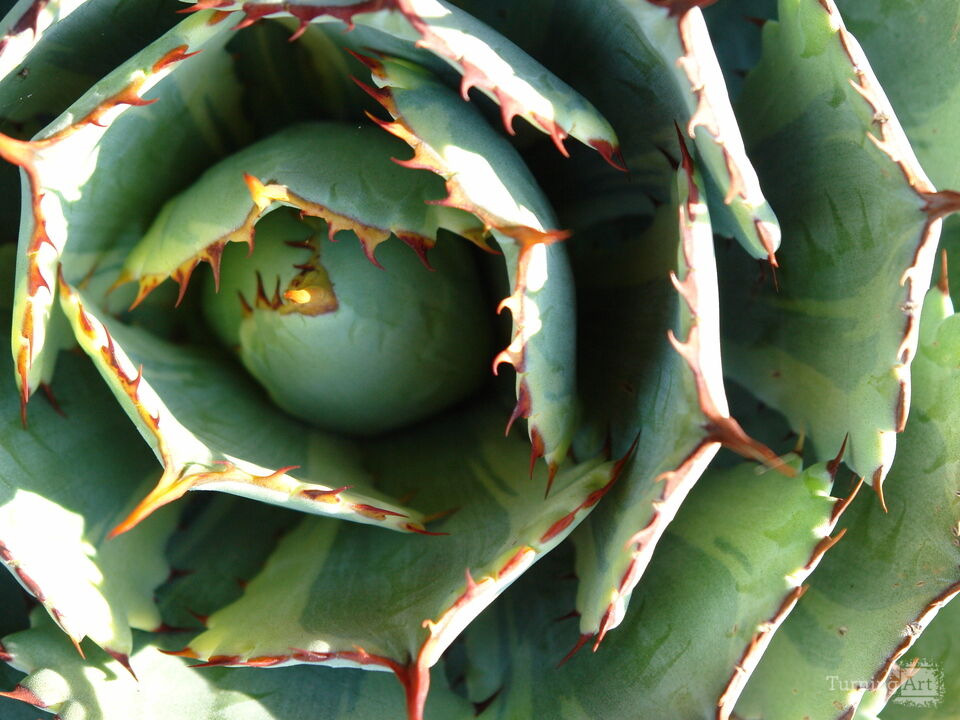 Arid Flora 16, Longwood Gardens