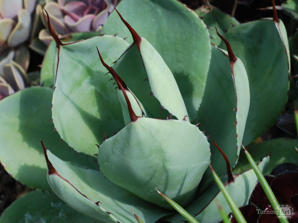 Arid Flora 18, Longwood Gardens