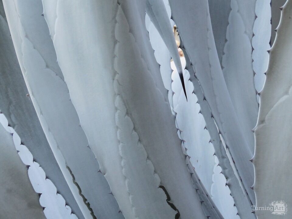 Arid Flora 19, Longwood Gardens