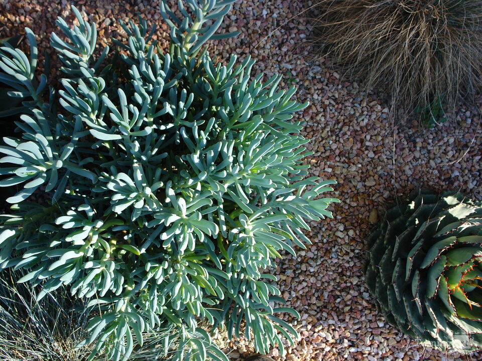 Arid Flora 20, Santa Barbara