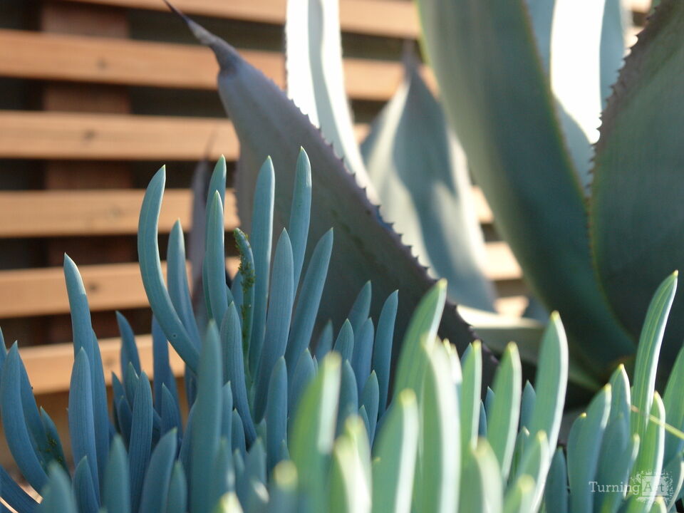 Arid Flora 21, Santa Barbara