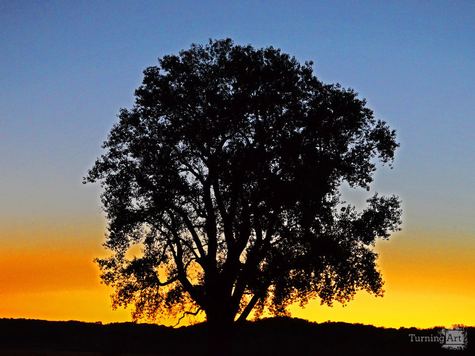 Lonely Tree