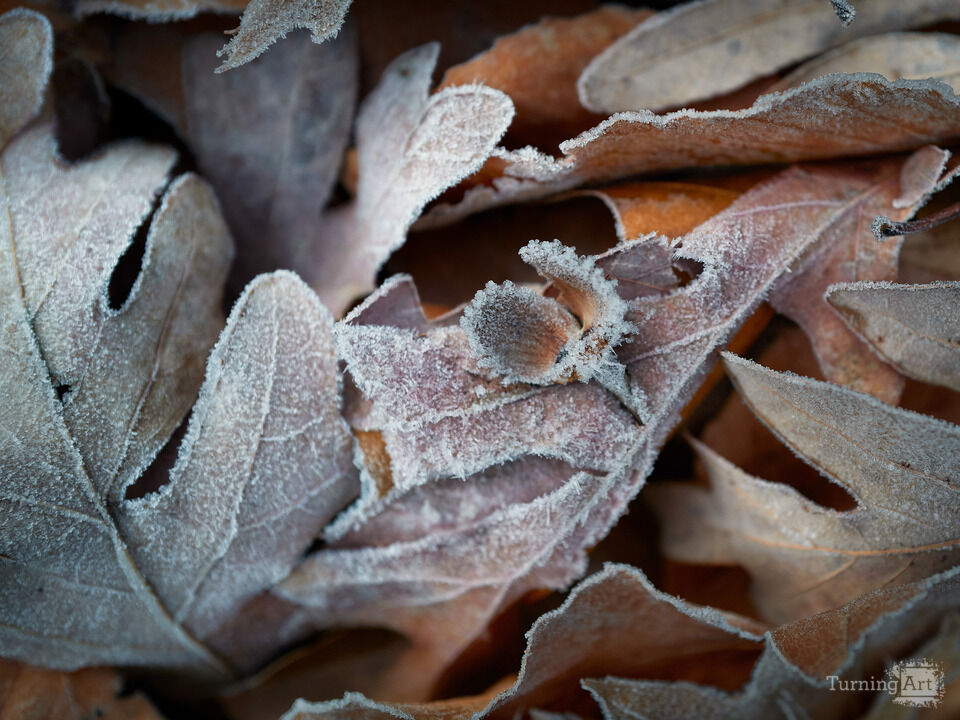 Hoar Frost on Autumn Leaves