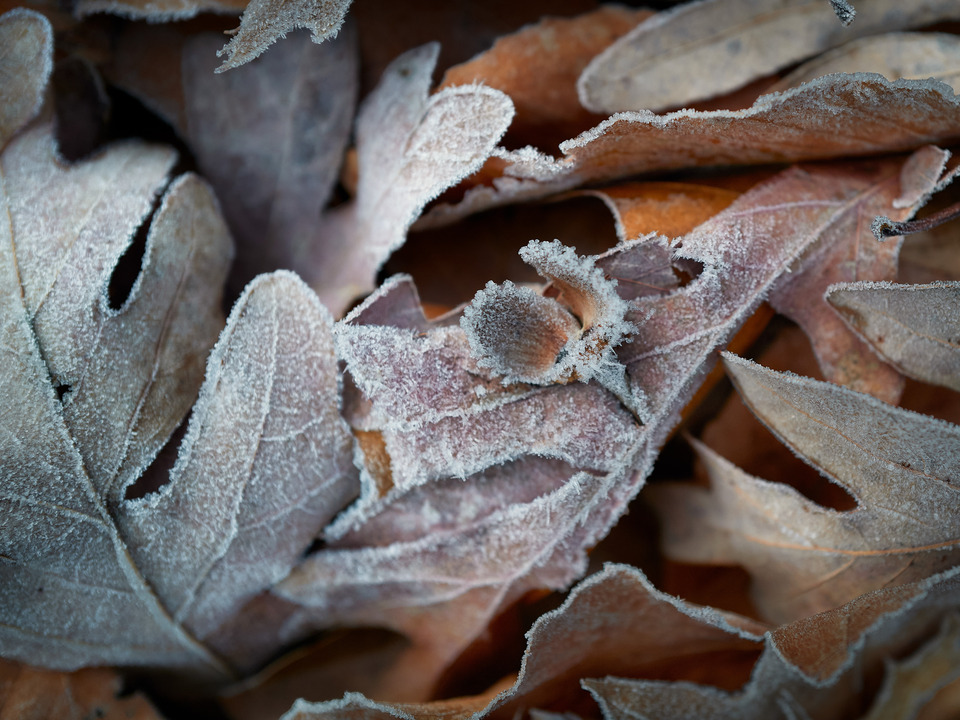 Hoar Frost on Autumn Leaves