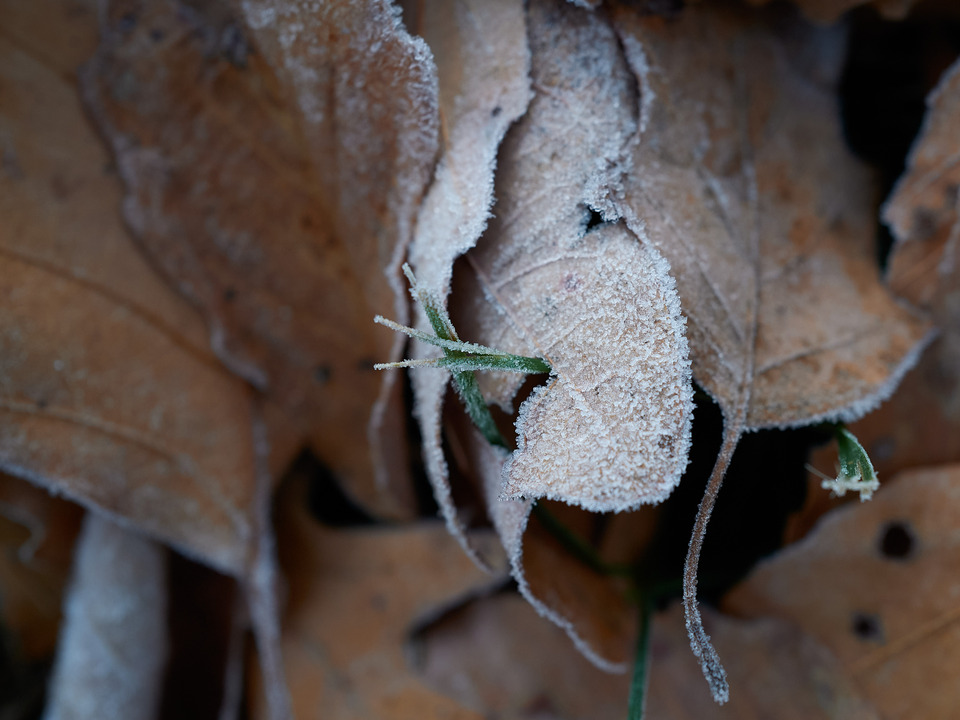 Poking Through the Cold Frost