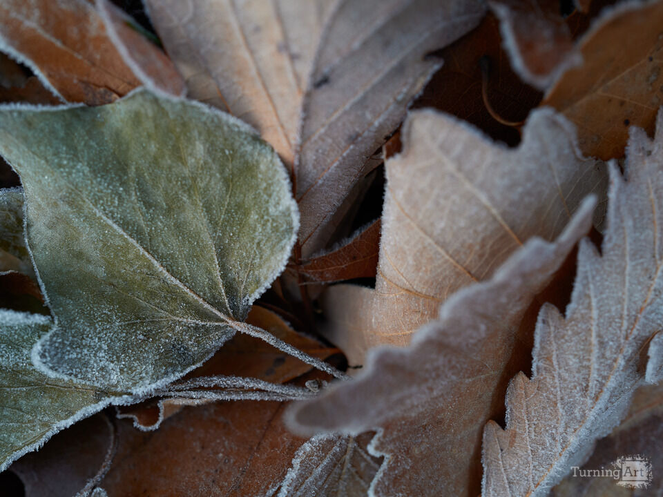 Frost Covered Autumn leaves in Pre-dawn Light