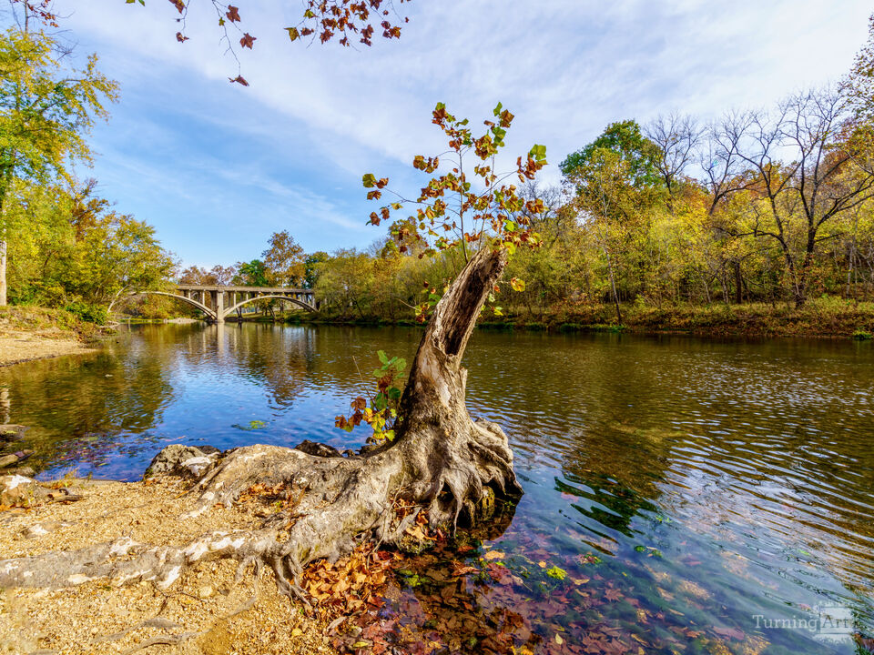 Hollow Tree Trunk Along The River