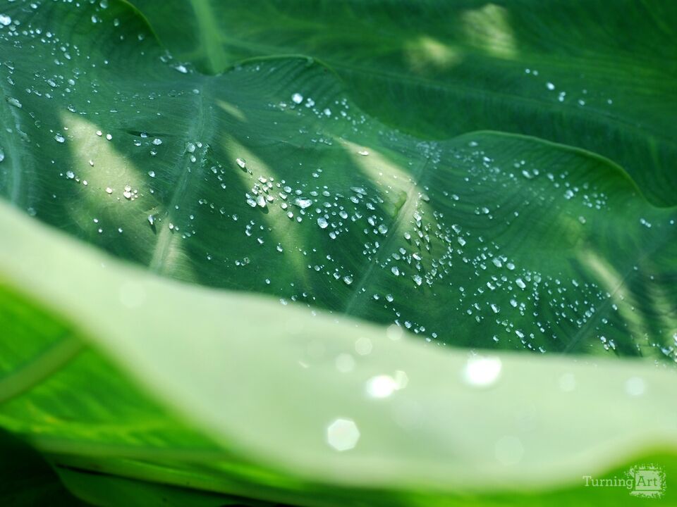 Dew on Plants 1, Longwood Gardens