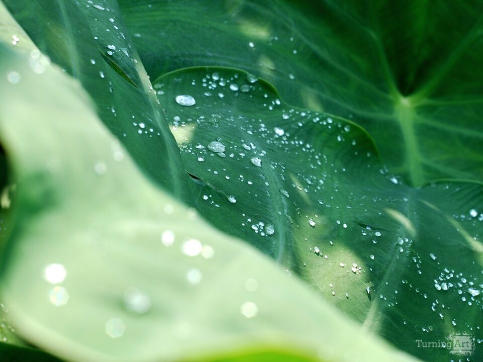 Dew on Plants 2, Longwood Gardens